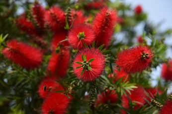 обоя цветы, каллистемон, красные, экзотические