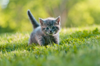 Картинка котёнок животные коты комочек