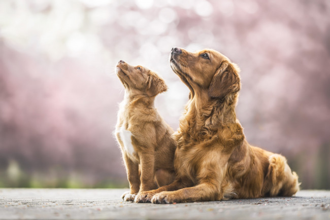 Обои картинки фото животные, собаки, собака