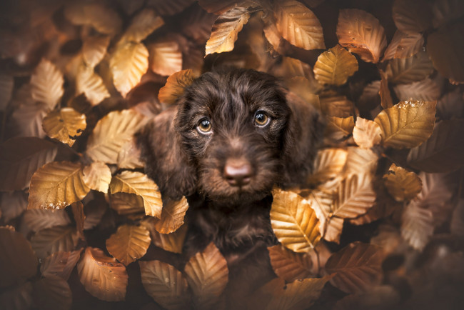 Обои картинки фото животные, собаки, собака