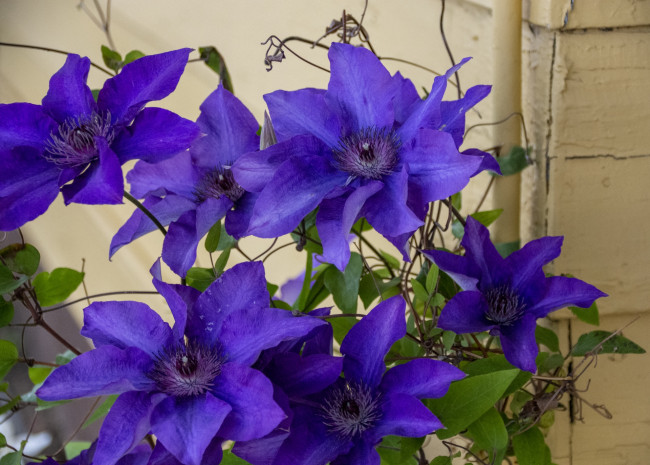 Обои картинки фото цветы, клематис , ломонос, куст, клематис, лиловый