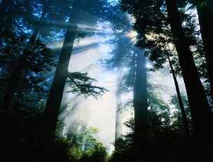 Картинка природа лес лучи