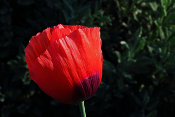 Картинка цветы маки алый мак бутон макро