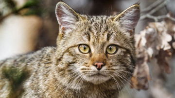 обоя барханный кот, животные, дикие кошки, барханный, кот, животное, фауна, дикая, природа