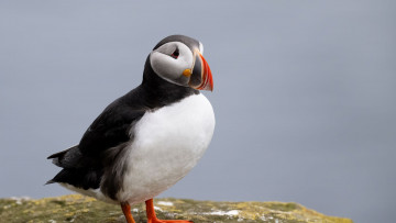 Картинка тупик животные тупики фауна дикая природа