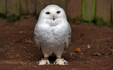 Картинка белая+сова животные совы белая сова птица фауна поза дикая природа