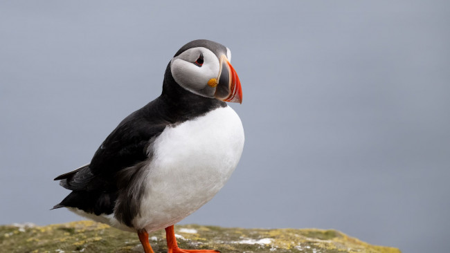 Обои картинки фото тупик, животные, тупики, фауна, дикая, природа