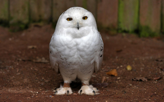 Обои картинки фото белая сова, животные, совы, белая, сова, птица, фауна, поза, дикая, природа