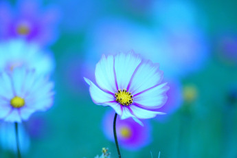 обоя цветы, космея, цветок