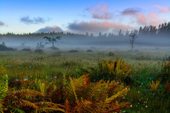 обоя природа, луга, облака, лес, туман, луг, папоротник