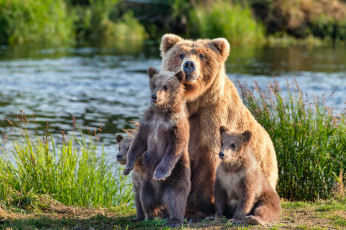 обоя животные, медведи, медведица, медвежата