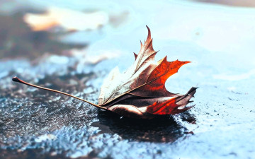 обоя природа, листья, лист, осень, асфальт