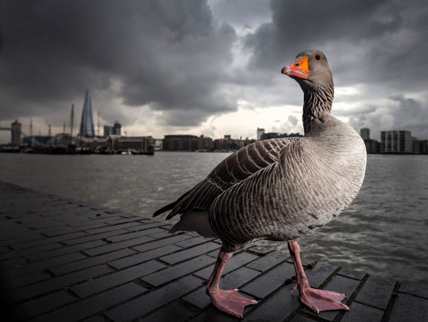 Обои картинки фото животные, гуси, гусь, набережная, река, город, тучи