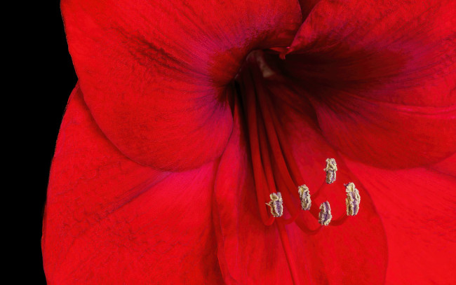 Обои картинки фото цветы, амариллисы,  гиппеаструмы, алый, макро