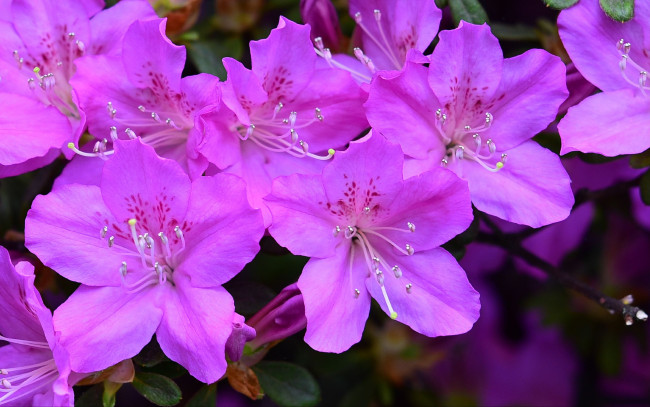 Обои картинки фото цветы, рододендроны , азалии, ветка, розовые