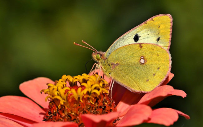 Обои картинки фото животные, бабочки,  мотыльки,  моли, бабочка, цветок, цинния
