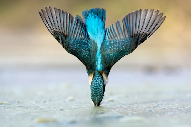 Обои картинки фото животные, зимородки, зимородок, вода, нырок