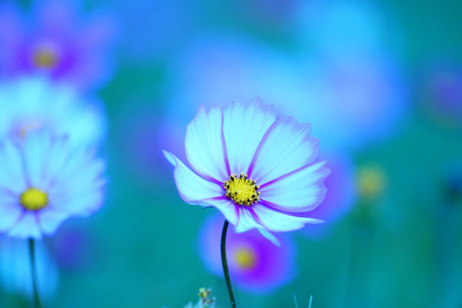 Обои картинки фото цветы, космея, цветок