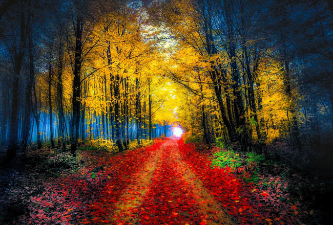 Обои картинки фото природа, лес, осень, листья, дорога