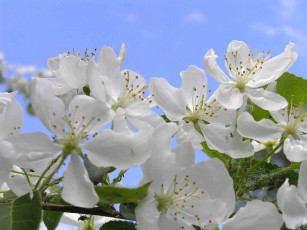 обоя цветы, цветущие, деревья, кустарники