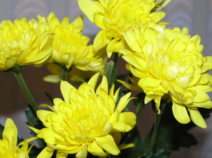 обоя цветы, хризантемы