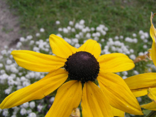 обоя цветы, рудбекия