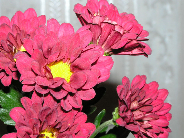 Обои картинки фото цветы, хризантемы