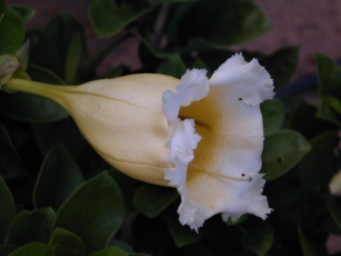 Картинка цветы глоксиния синнингия