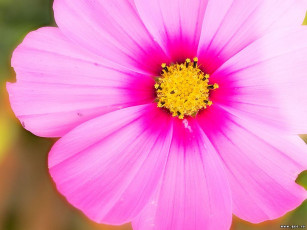 Картинка цветы космея