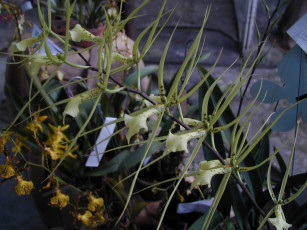 Картинка цветы орхидеи