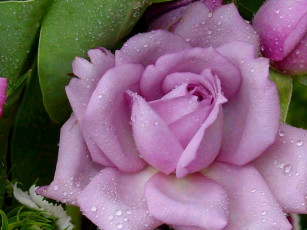 Картинка цветы розы