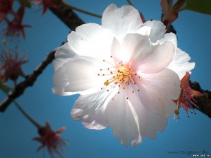 Картинка цветы сакура вишня