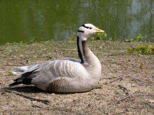 Картинка животные гуси