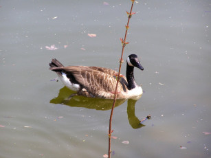 Картинка животные гуси