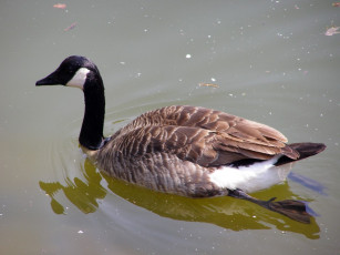 Картинка животные гуси