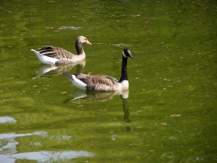 Картинка животные гуси