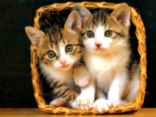 Картинка животные коты