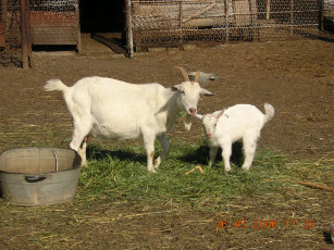 Картинка животные козы