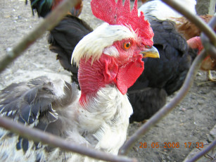 Картинка животные куры петухи