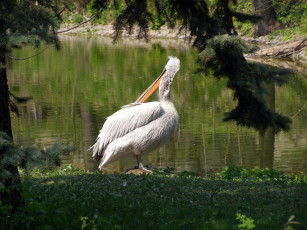 Картинка животные пеликаны