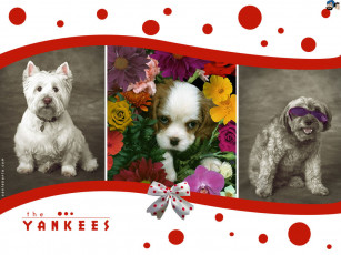 Картинка животные собаки