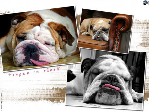 Картинка животные собаки