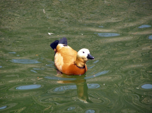 Картинка животные утки