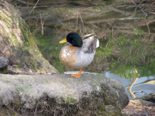 Картинка животные утки