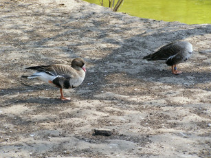 Картинка животные утки