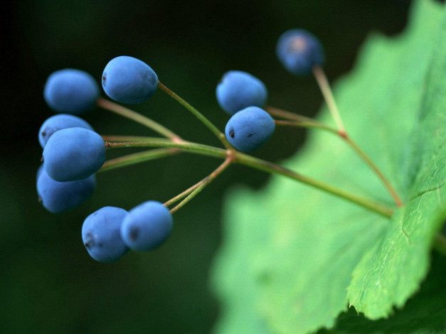 Обои картинки фото 