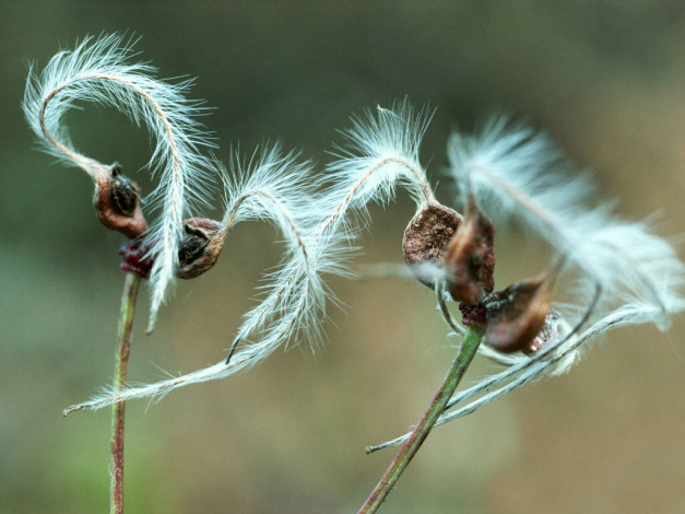 Обои картинки фото цветы