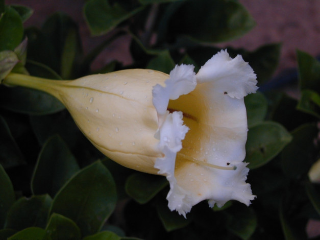 Обои картинки фото цветы, глоксиния, синнингия