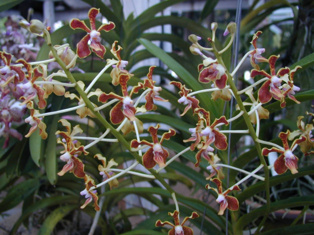 Обои картинки фото цветы, орхидеи