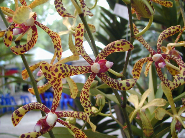 Обои картинки фото цветы, орхидеи